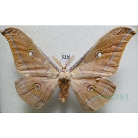 Antheraea pernyi (Guérin-Méneville, 1855) male ex. ovo China 92mm51b
